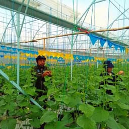 Foto Orang di Greenhouse Metik