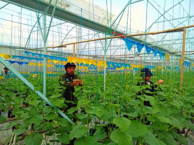 Foto Orang di Greenhouse Metik